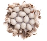 Jajka przepiórcze & Piórka